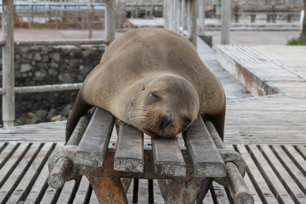 a walrus sleeping