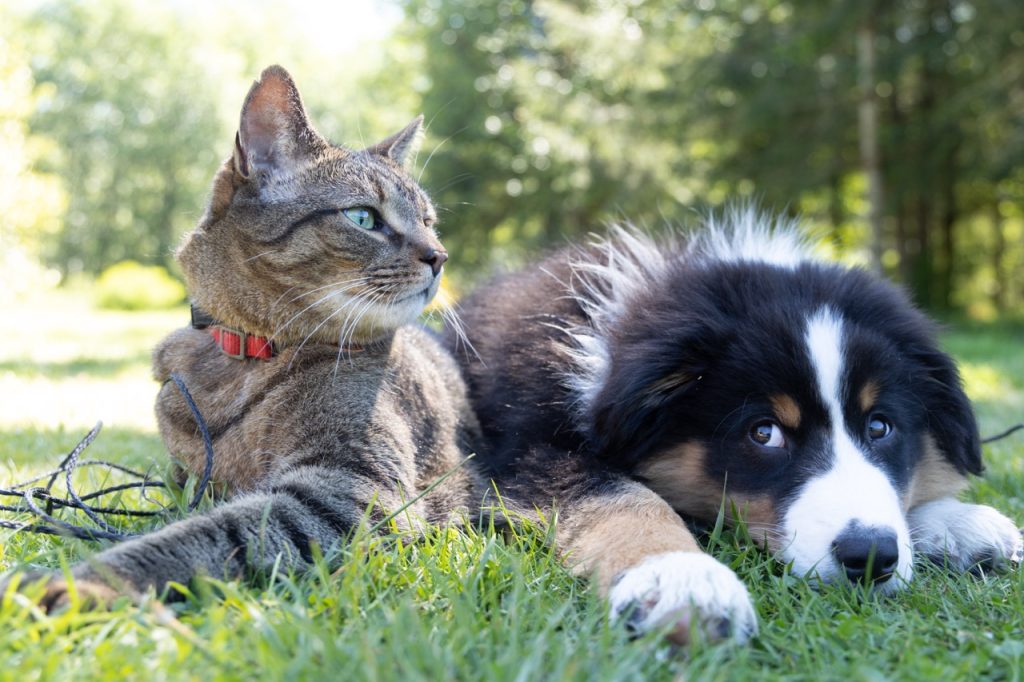 cat and dog laying in grass outdoors